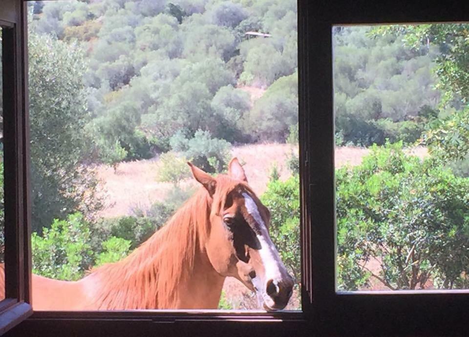 Amalfatah Otel Teulada Dış mekan fotoğraf